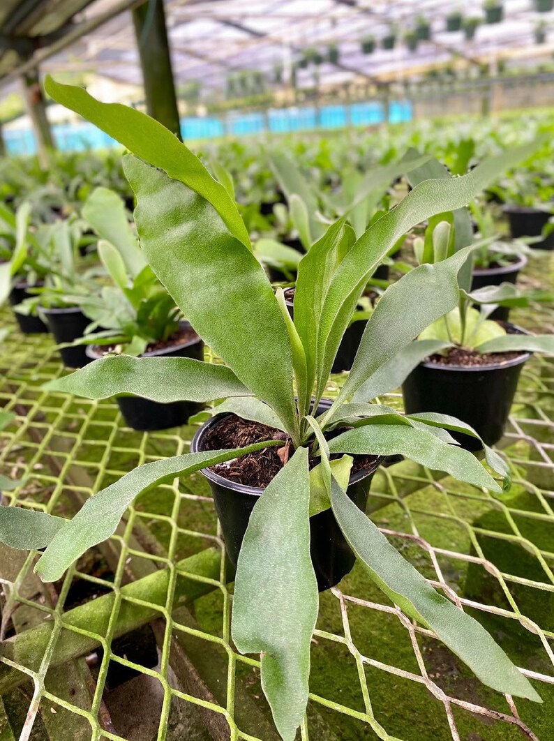 May include: A potted staghorn fern with large, green, antler-like fronds. The plant is in a black plastic pot, set on a metal grid. Other ferns are visible in the background, suggesting a nursery or greenhouse setting.