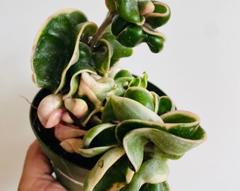 Variegated Hoya Compacta - Variegated Hindu Rope - Hoya Regalis - 3” or 4” Tropical Wax Plant