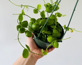 Dischidia Snaily - String of Snails - Hoya Family - Rare Tropical Houseplant in 6” Hanging Basket