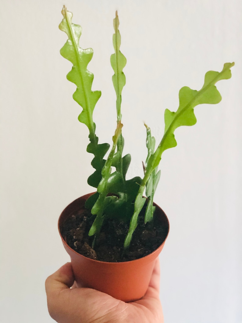 BrumleyandBloom Fishbone Cactus - Thumbnail 3