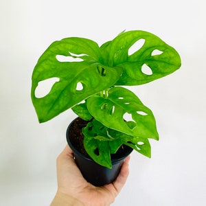 Swiss Cheese Plant Monstera Adansonii Multiple Sizes Tropical Houseplant image 6
