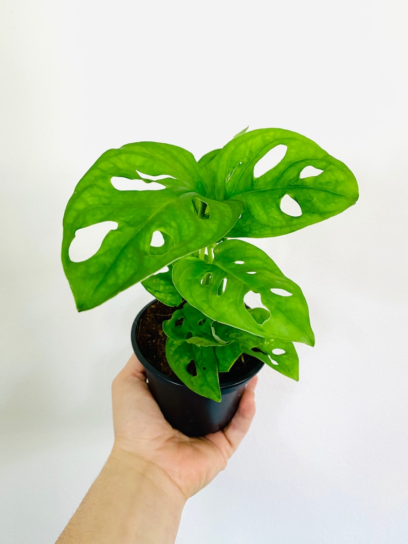 Swiss Cheese Plant Monstera Adansonii Multiple Sizes Tropical Houseplant image 6