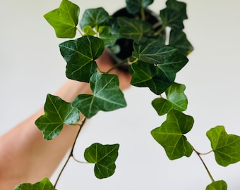 English Ivy - Vining Houseplants - Easy Plants - Live Houseplant in 4” Pot