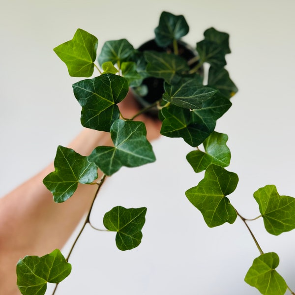 English Ivy - Vining Houseplants - Easy Plants - Live Houseplant in 4” Pot