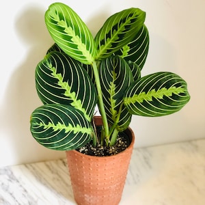 Prayer Plant - Lemon Lime - Maranta Leuconeura - Tropical Plant