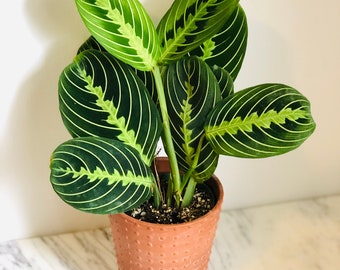 Planta de Oración - Lima Limón - Maranta Leuconeura - Planta Tropical