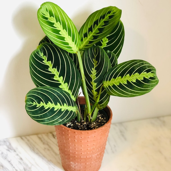 Prayer Plant - Lemon Lime - Maranta Leuconeura - Tropical Plant