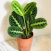 see more listings in the Calathea + Maranta section