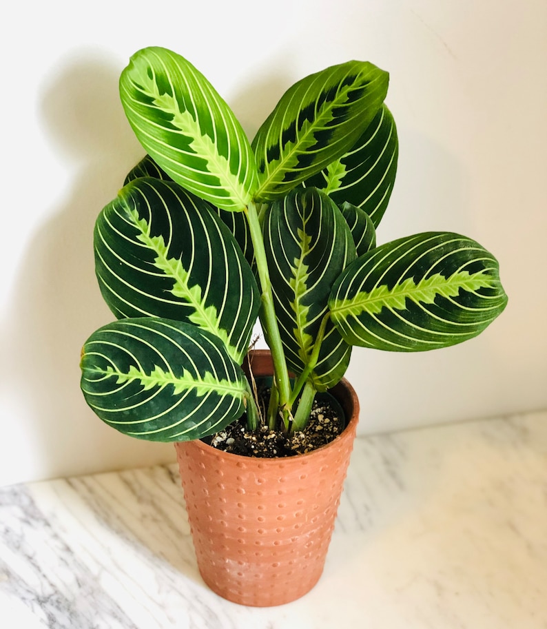 Planta de la oración - Lima limón - Maranta Leuconeura - Planta tropical