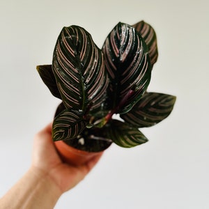 Calathea Ornata Sanderiana - Zebra Plant - Pinstripe Plant - Multiple Sizes