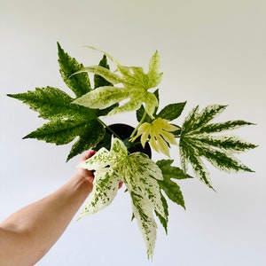 Fatsia Japonica Variegata - Variegated Spider Plant - Very Full and Large Houseplant - Live Plant in 6” Pot