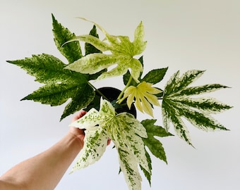 Fatsia Japonica Variegata - Variegated Spider Plant - Very Full and Large Houseplant - Live Plant in 6” Pot