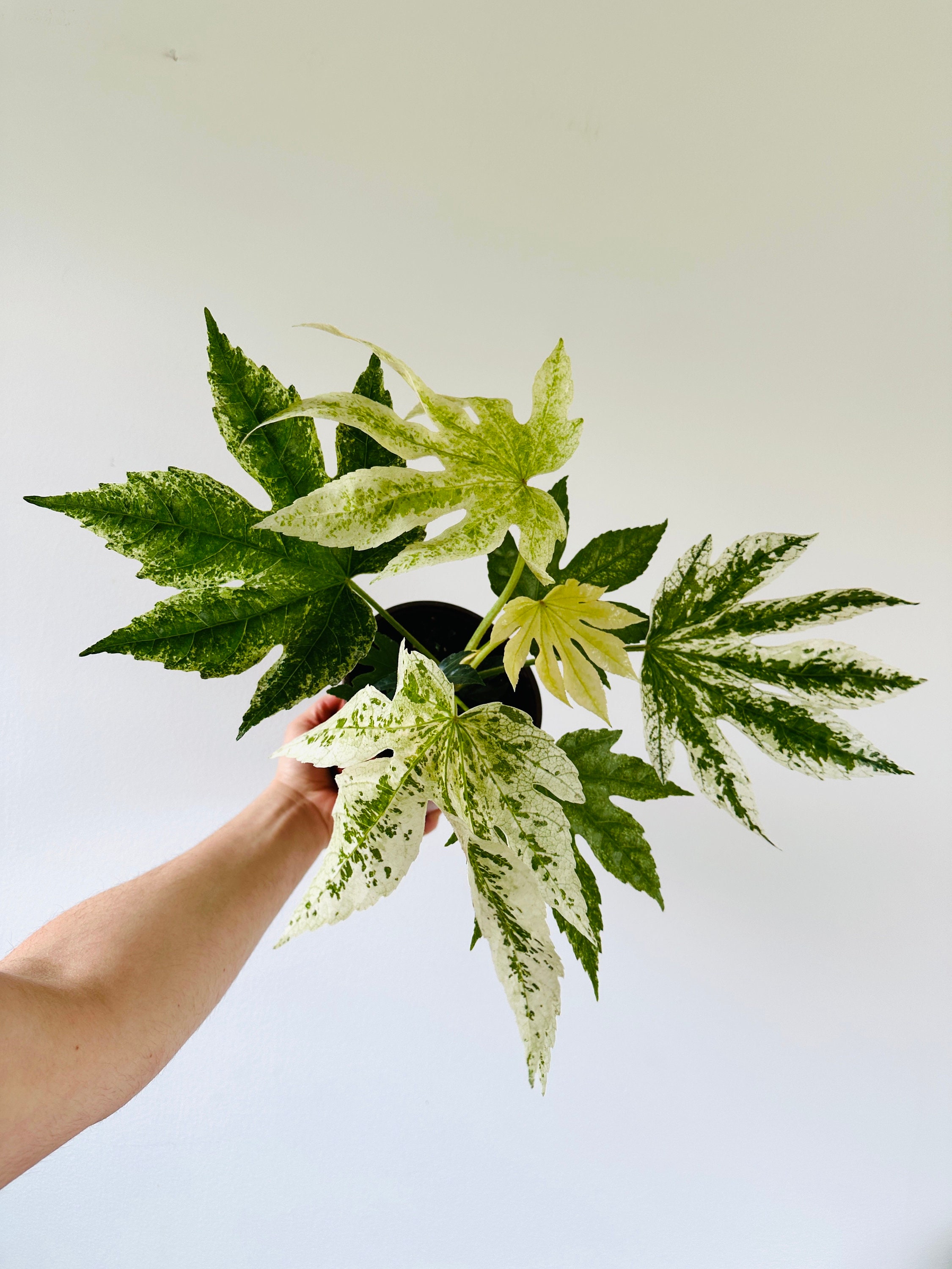 Fatsia Japonica Variegata - Variegated Spider Plant - Very Full and Large Houseplant - Live Plant in 6” Pot
