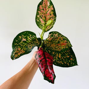 Aglaonema Red Dragon - New Cultivar - Tropical Houseplant - Chinese Evergreen - Live Plant in 4” Pot