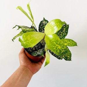 Florida Beauty - Dracaena Surculosa - Easy Houseplants - Live Plant in 3” or 4” or 6” Pot