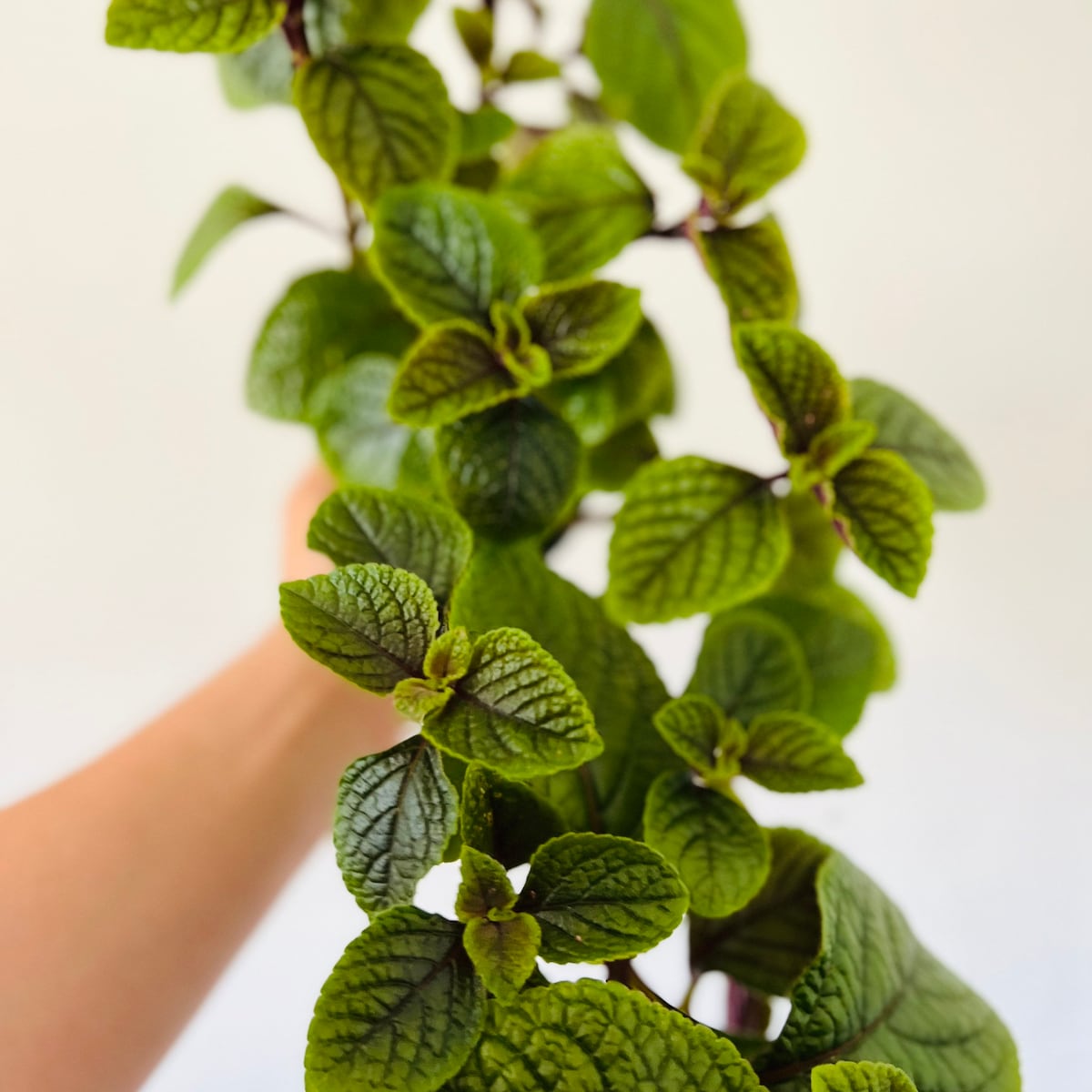Purple Swedish Ivy - Easy Plants - Live Houseplant in 4” Pot