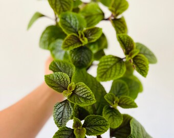 Purple Swedish Ivy - Easy Plants - Live Houseplant in 4” Pot