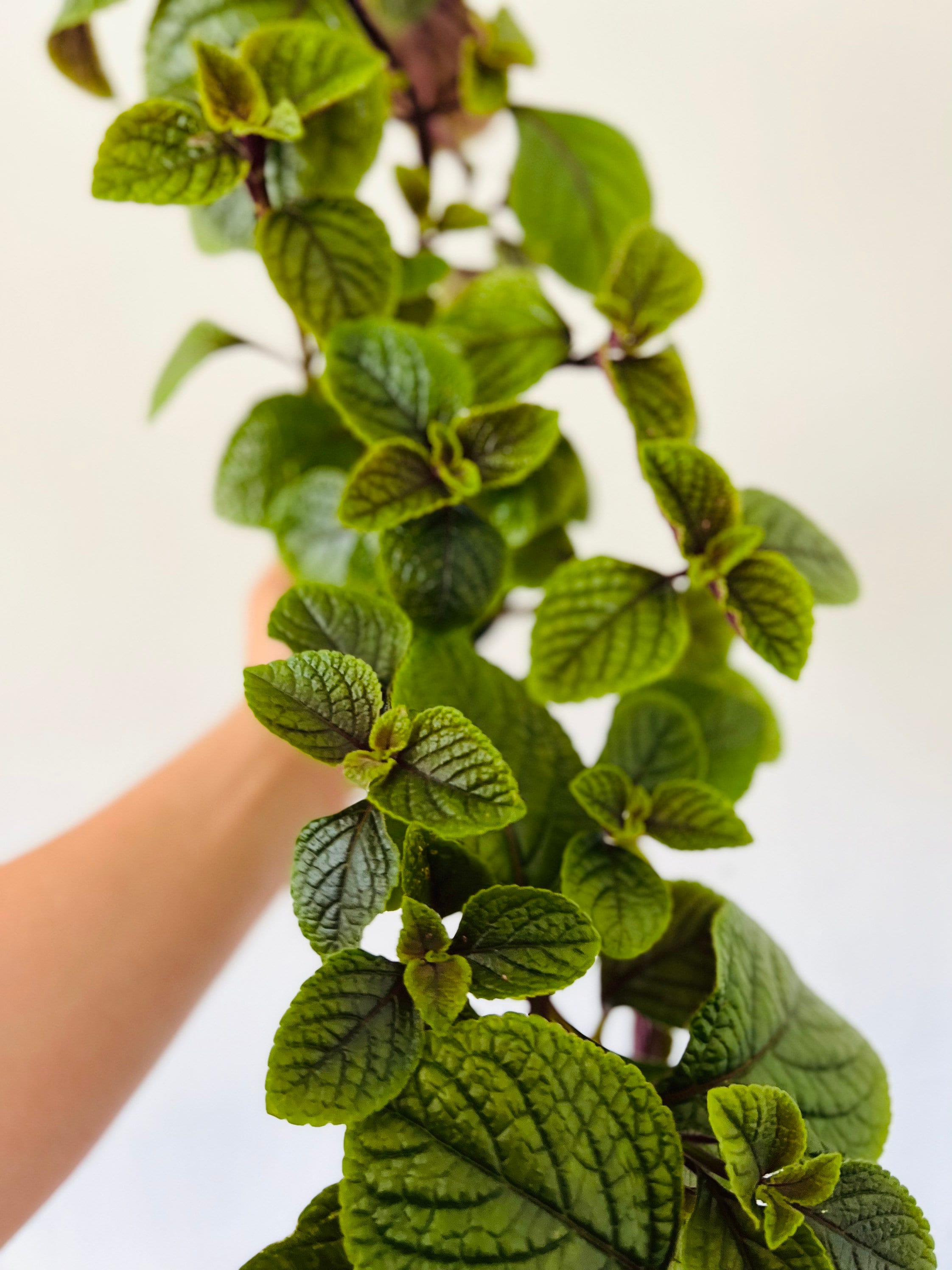 Purple Swedish Ivy - Easy Plants - Live Houseplant in 4” Pot