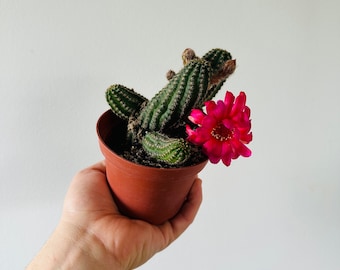 Worm Cactus - Trailing Cactus - Red Flowers - Easy to Propagate - Live Houseplant in 4” Hanging Basket
