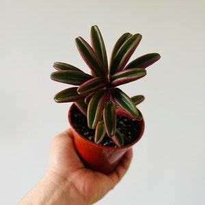 May include: A small potted plant with dark green leaves edged in red and pink. The plant is in a red plastic pot, held by a hand against a white background. The leaves are long and pointed, radiating from the center.