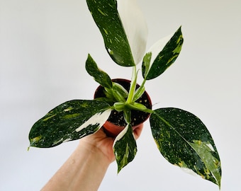 Philodendron White Wizard - High Variegation - Rare Plant - Live Plant in 4” Pot