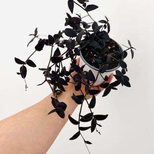 Dark Desire Wandering Dude - Tradescantia Jose Puig - Rare - Plante d'intérieur vivante dans un pot de 4" ou 5"