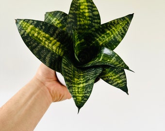 Sansevieria Siebert’s Starsburst - Rare Snake Plant - Easy Houseplants - Live Plant in 4” Pot