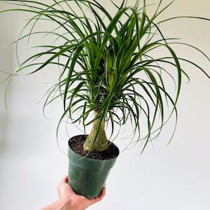 May include: A ponytail palm plant in a green plastic pot. The plant has long, flowing green leaves and a thick, textured trunk. The pot is held by a person's hand against a white background.