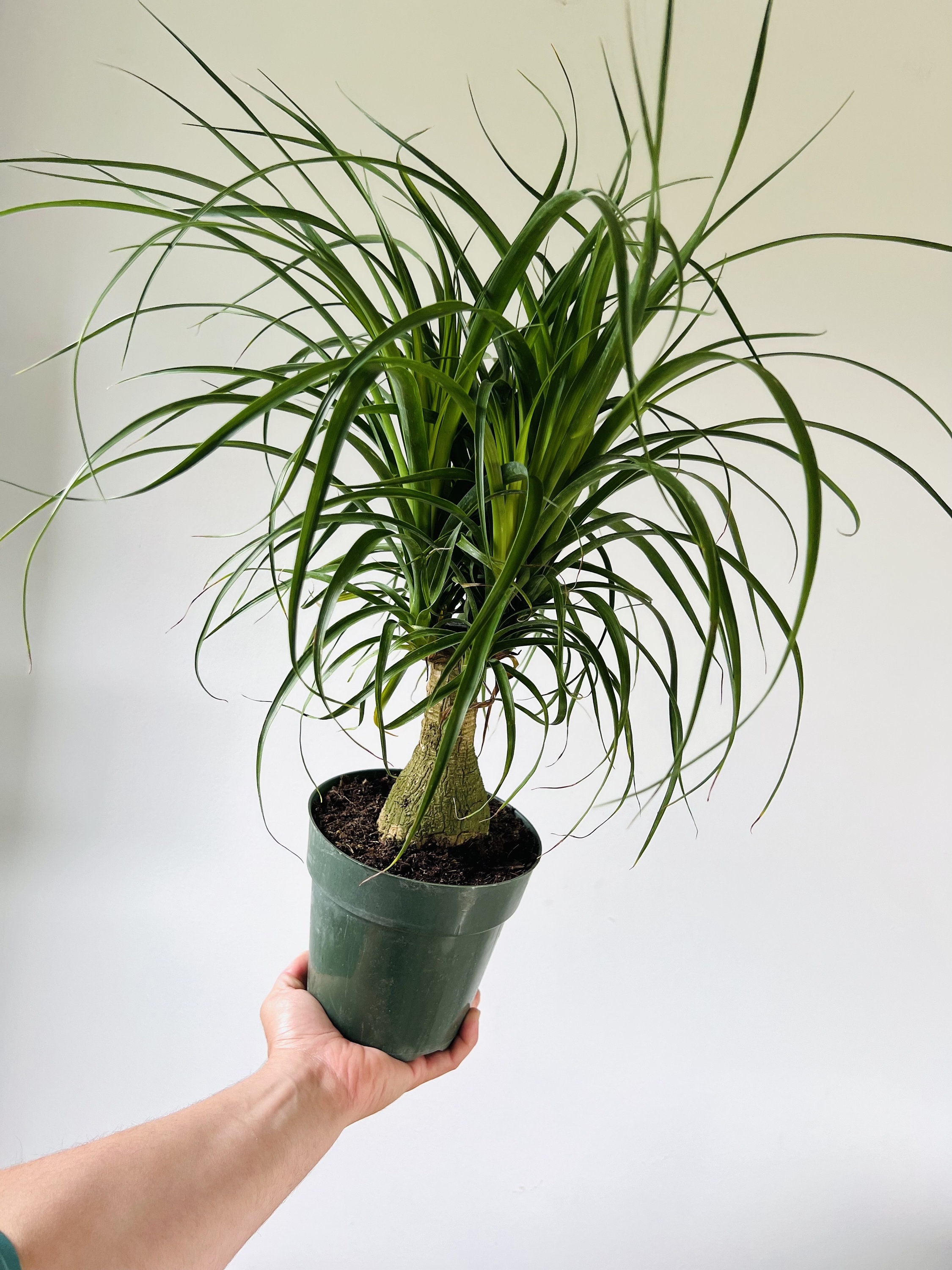 Indoor House Plants Palm Tree - Etsy
