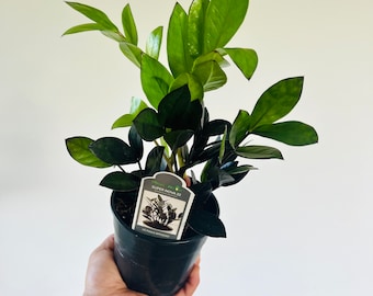 ZZ Super Nova - Easy plant- Low light plant-Zamioculcas Zamiifolia - Live Plant in 5” Pot