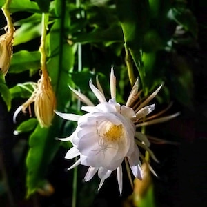 Cactus Reina de la Noche - Epiphyllum hookeri de floración nocturna - Planta tropical