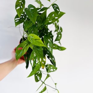 May include: A vibrant green Monstera Adansonii plant with unique, hole-filled leaves. The plant is in a brown pot and is held against a white background. The leaves have a glossy texture and a variety of shapes and sizes.