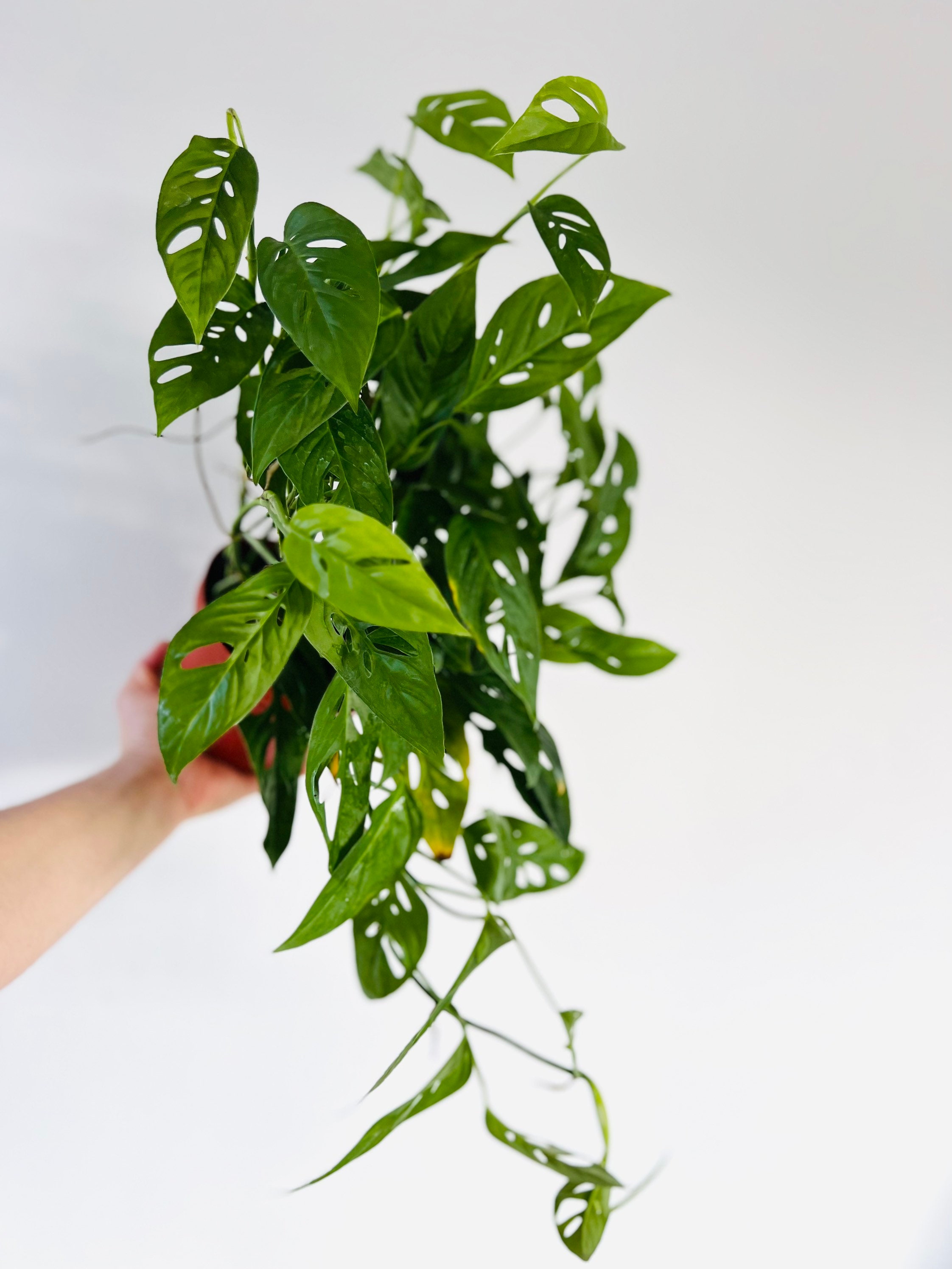 fernwood mikado snake plant Fernwood Mikado Snake Plants for Sale