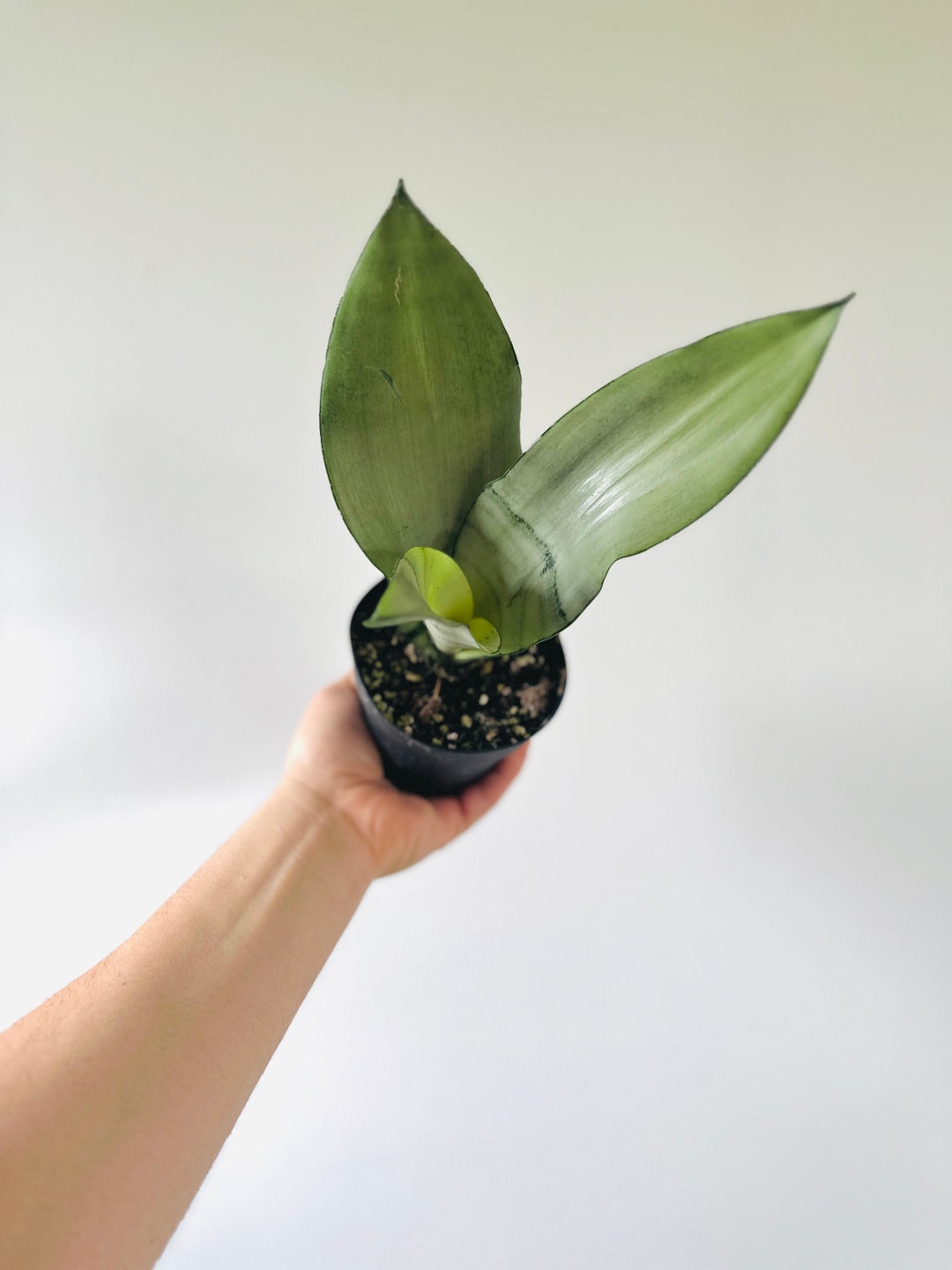 Silver Python Plant Sansevieria Moonshine - Silver Snake Plant - Air Purifying - Live Plant ...