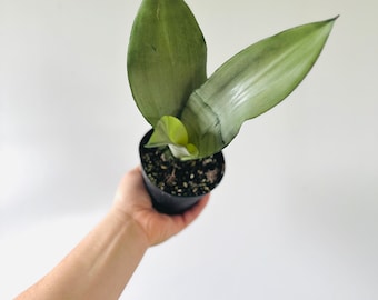 Sansevieria Moonshine - Silver Snake Plant - Air Purifying - Live Plant in 4” Pot