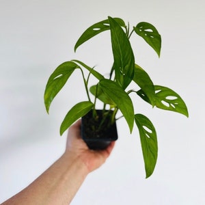 Monstera Swiss Cheese &#39;Narrow Leaf&#39; - Starter Plants - Live Houseplant in 3” Pot