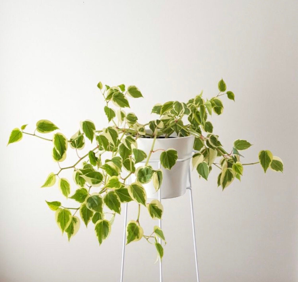 Variegated Cupid Peperomia - Scandens Variegata - Multiple Sizes