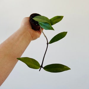 May include: A small green houseplant with long, trailing stems and heart-shaped leaves. The plant is in a brown pot and is being held by a hand.