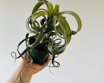 Curly Slim Tillandsia- Tillandsia Curly Slim - Airplant Collection - Live Plant in 4” Pot
