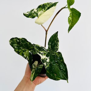 Syngonium Albo - Rare Syngonium - Houseplant - Live Plant in 4” Pot