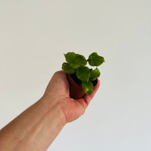 May include: A small potted plant with green leaves. The plant is in a brown plastic pot and is held in a hand against a white background. The leaves have a unique shape.