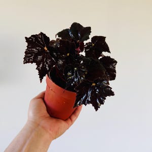 Begonia Black Frost - Black Plants - Gothic Decor - Tropical Houseplant - Live Plant in 4” Pot