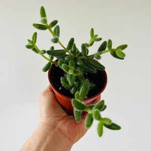 May include: A small green succulent plant with spiky leaves growing in a brown pot. The plant is being held in a person's hand.