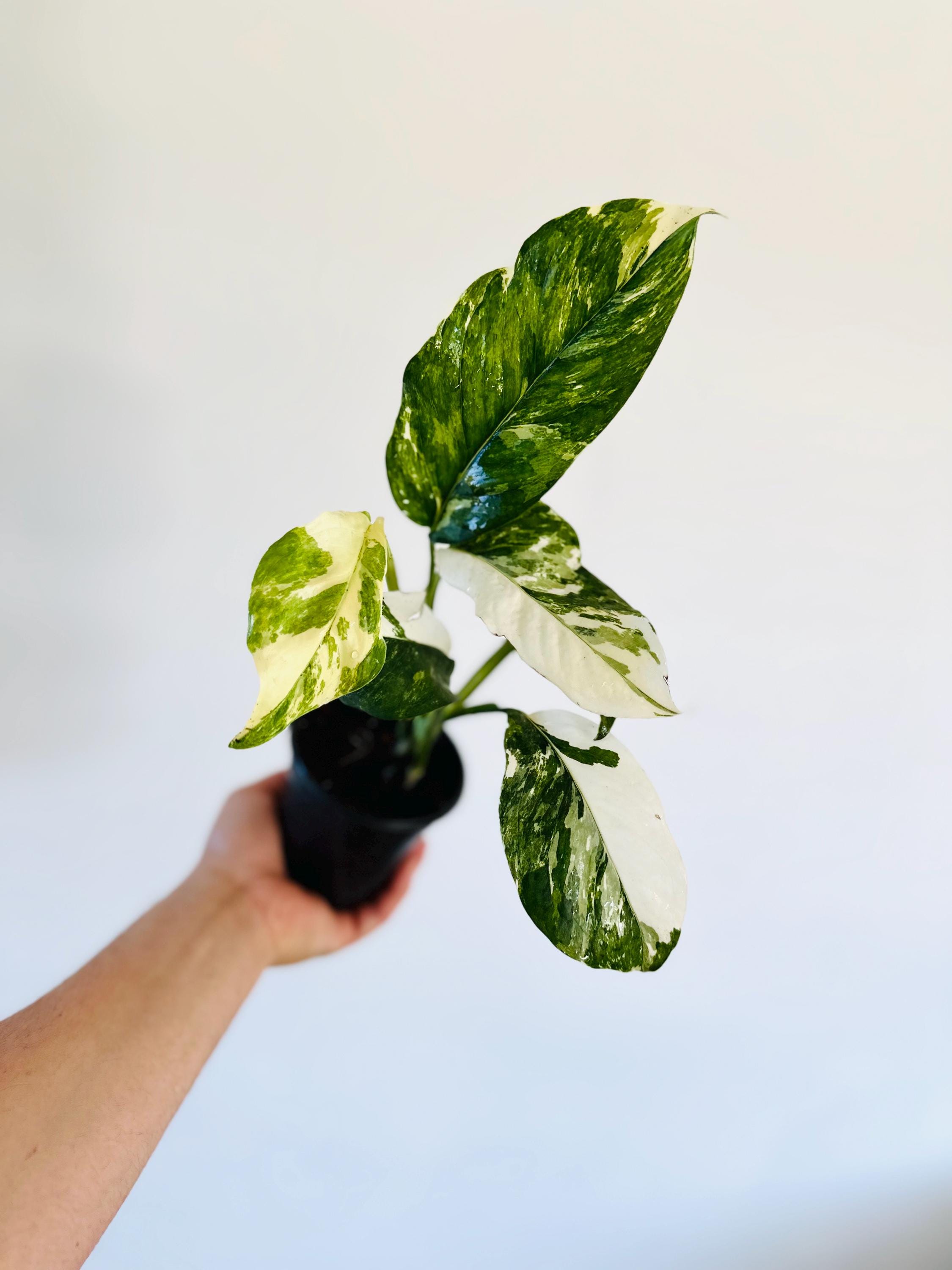 Monstera Lechleriana Albo Variegata – Rare Skeleton Plant, High