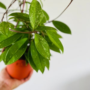 Hoya Pink Silver - Pubicalyx Hybrid - Variegated Hoya - Tropical Wax Plant - Live Plant