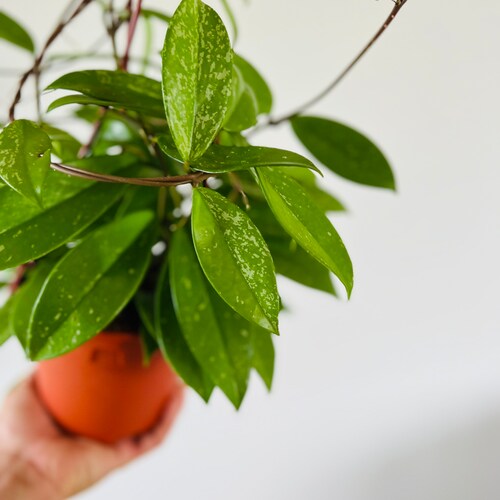 Hoya Pink Silver Pubicalyx: Variegated Tropical Wax Plant - Etsy