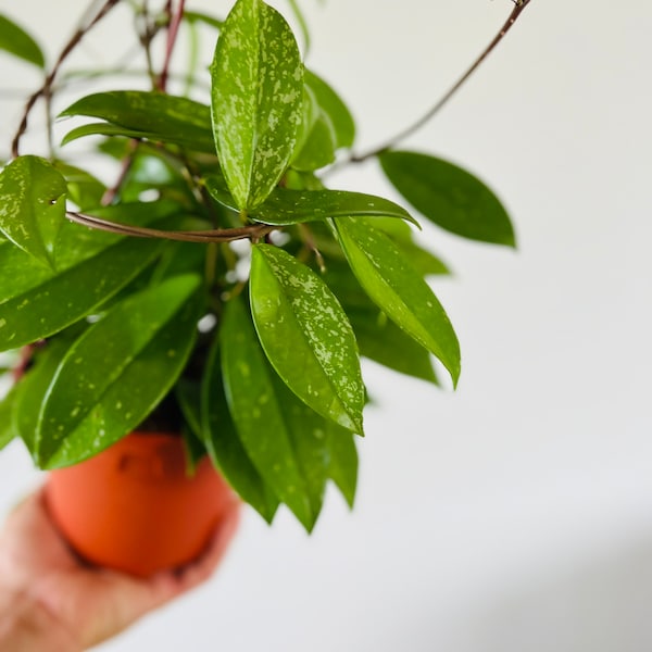 Hoya Pink Silver Pubicalyx: Variegated Tropical Wax Plant