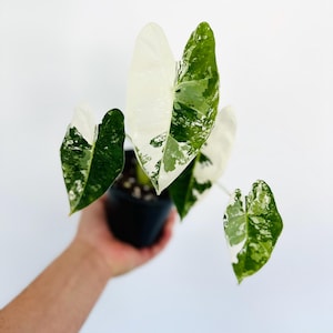 Alocasia Frydek Albo Variegated - Tropical Houseplant - Live Plant in 4” Pot
