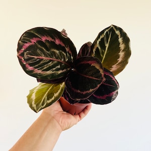 May include: A Calathea plant with large, oval leaves in shades of dark green, pink, and cream. The plant is held in a small brown pot. The leaves have a striking pattern, with dark green and pink veining.