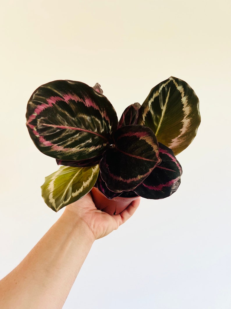 Buy Calathea Black Sun Black Plants Large Growth Calathea Gothic Decor
